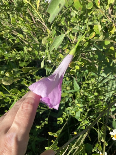 Ipomoea sagittata, photograph 2