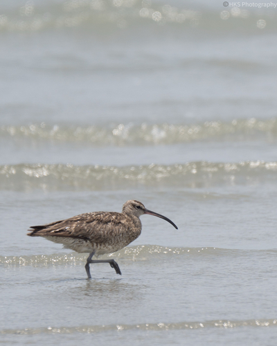 Eurasian Whimbrel