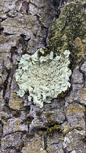 common greenshield lichen