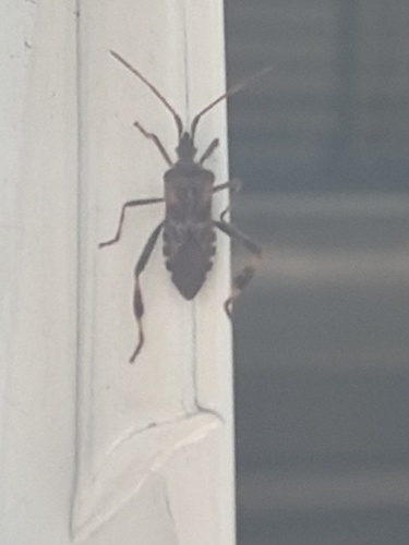 Western Conifer Seed Bug