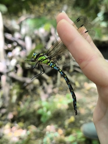 Southern Hawker