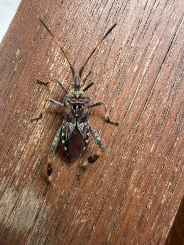 Western Conifer Seed Bug