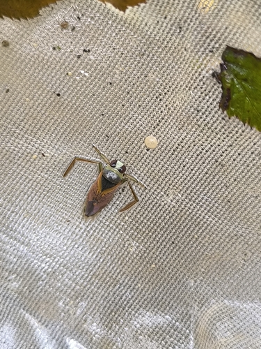 peppered backswimmer