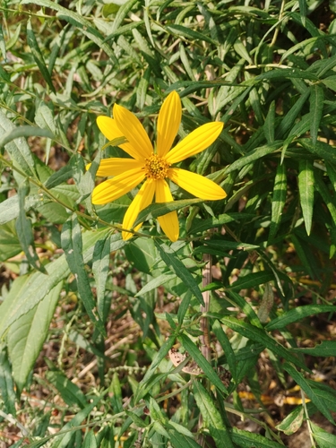 Jerusalem artichoke