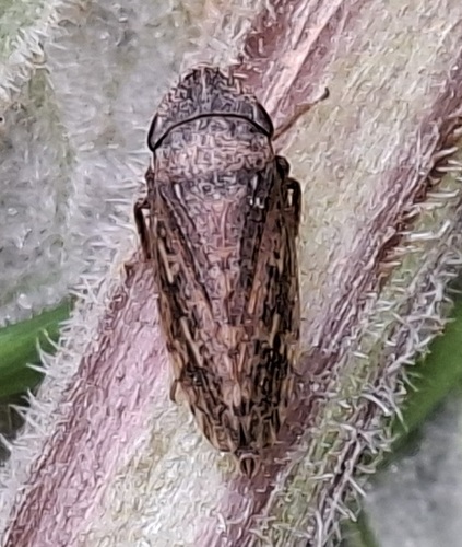 Aphrodes makarovi