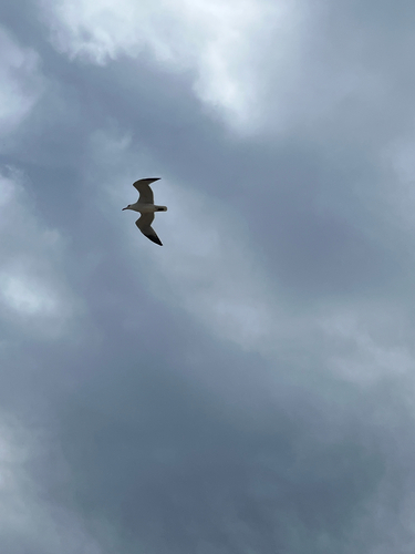 Audouin's Gull