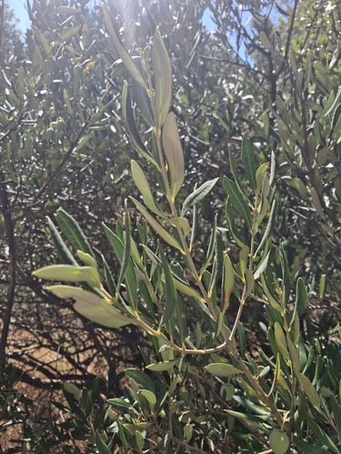 Olive