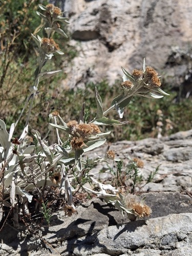 Snow Samphire