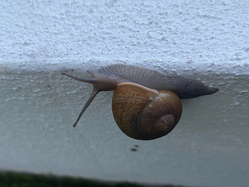 Cuban Brown Snail