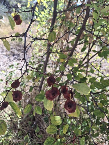 Jerusalem Thorn