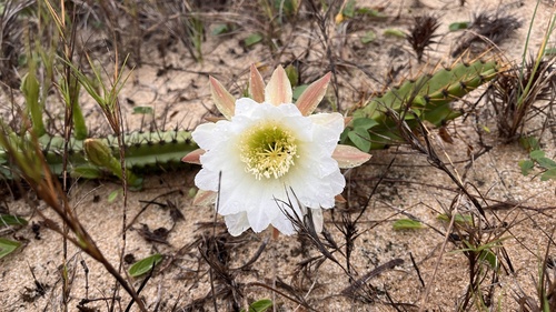 Cereus fernambucensis