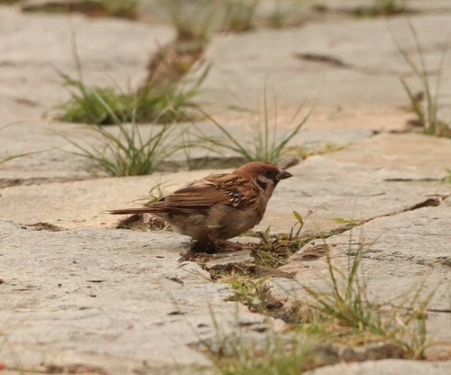 Eurasian Tree Sparrow