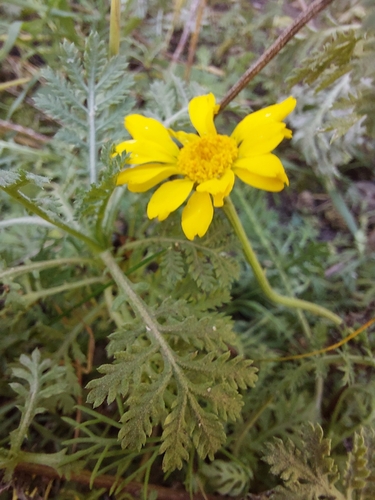 Golden marguerite