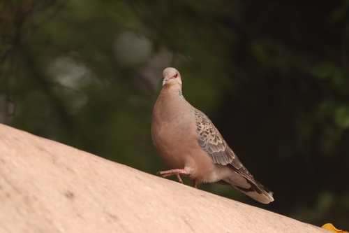 Oriental Turtle-Dove