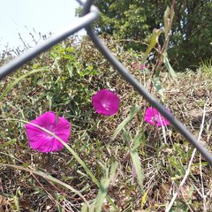 Ipomoea elongata
