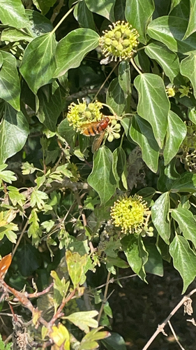 Hornet Mimic Hover Fly