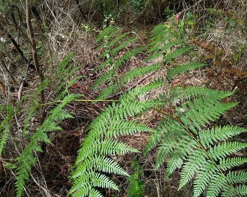 Austral Bracken
