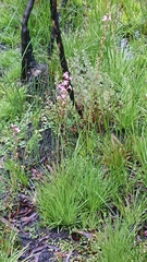 Stylidium montanum