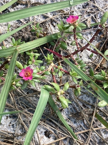 Portulaca amilis, photograph 1