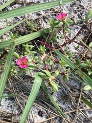 Portulaca amilis