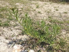Asclepias mexicana