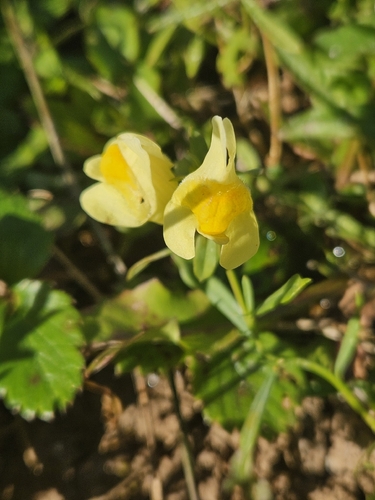 common toadflax