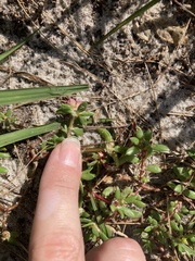Portulaca amilis, photograph author not stated, no rights reserved