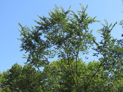 Ulmus × intermedia