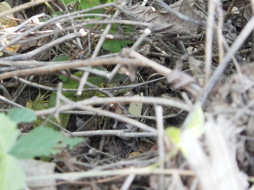 Western Green Lizard
