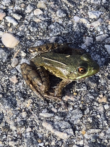 Green Frog