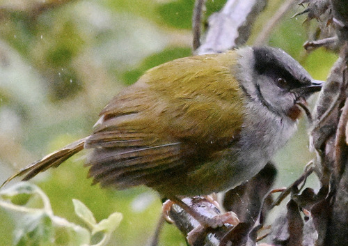 iNaturalist image