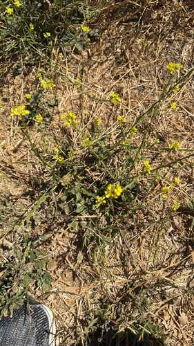 Shortpod Mustard
