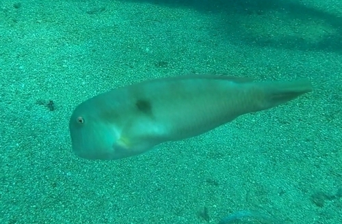 Pearly Razorfish