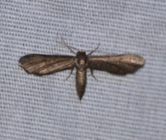 Protoproutia laredoata