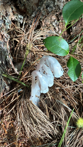 Ghost Pipe