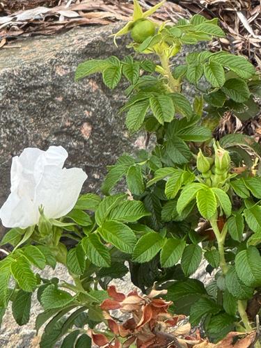 rugosa rose
