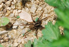 Lycosidae