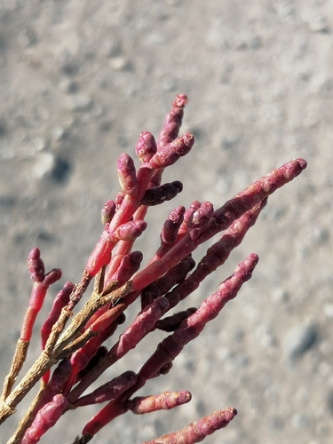 Salicornia perennans