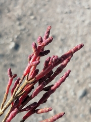 Salicornia perennans