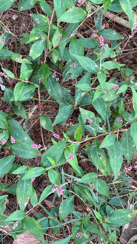 low smartweed