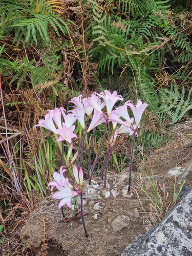 Belladonna Lily