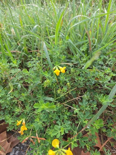 bird's-foot trefoil
