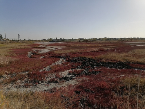 Salicornia perennans, photograph 2