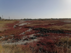 Salicornia perennans, photograph (c) tetyanakuchma, some rights reserved (CC BY)