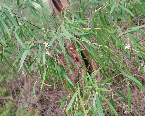 Western Australian Peppermint