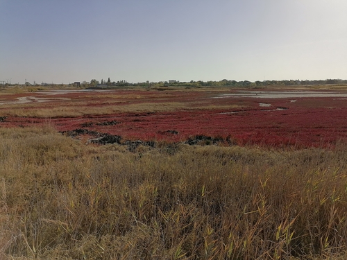 Salicornia perennans, photograph 3