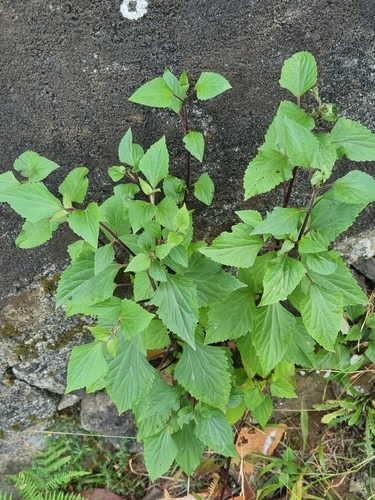 Crofton Weed