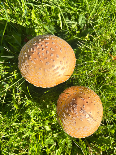 Fly Agaric