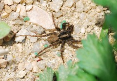 Lycosidae