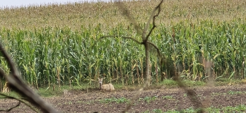 Western Roe Deer